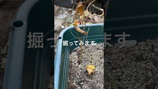 自然薯【山いも】掘り #自然薯掘り