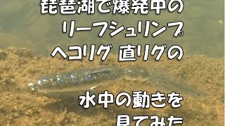 琵琶湖で爆発中のリーフシュリンプでのヘコリグ！を再現してみたく野池で撮影してみました。