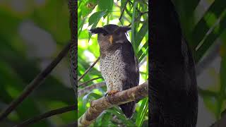 Beautiful owl. Красивая сова.