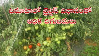 టమాటాలో ట్రెల్లిస్ విధానంతో అధిక దిగుబడులు || శ్రీ  పూజారి బాలాజీ రెడ్డి, చంద్రమాకులపల్లె, చిత్తూరు