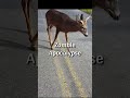 Zombies Deer Exist in Real Life | Reality of Zombie Deer Proofs?