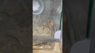 トイレと戦うハムスター/Hamster fighting the toilet #ハムスター #ハムスターのいる生活 #pets #cute #hamster #トイレ #戦