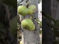 bumper fruiting in fig tree shorts