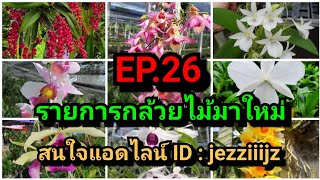 EP.26  อัพเดตรายการกล้วยไม้จ้า กล้วยไม้ด่างเเละแปลกๆก็มีนะจ๊ะ แอดไลน์ jezziiijz