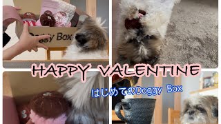 ハッピーバレンタイン！【Doggy Box】