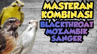 🔴MASTERAN KOMBINASI MOZAMBIK, BLACKTHROAT, SANGER, REDSISKIN, UNTUK SEMUA JENIS BURUNG.