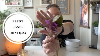 Repotting my Micans, and other plants! | Mini Q&A