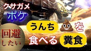 【クサガメ・ポケ】『自分のうんちを食べるカメ』《糞食》