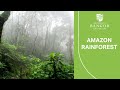 Amazon rainforest could be gone within a lifetime