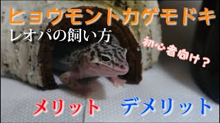 レオパを３ヶ月飼育して懐き具合、メリット、デメリットについて