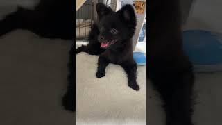 サマーカット直後のポメラニアンもこちゃん[黒ポメ]かわいく首を傾げる子犬#かわいい犬 #ポメラニアン #ポメラニアンのいる生活 #黒ポメ #黒ポメラニアン #犬のいる生活 #眠そう #生後3ヶ月