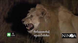 สารคดี เจ้าแห่งป่า สิงโตพเนจร