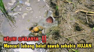 SAWAH KERUH‼️NO PROBLEM, BEGINI CARA MENCARI LUBANG BELUT SEHABIS HUJAN