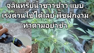 จุลินทรีย์น้ำซาวข้าว สูตรเร่งด่วนใช้ได้ทันที พืชผักแข็งแรงงาม ปลอดสารพิษ