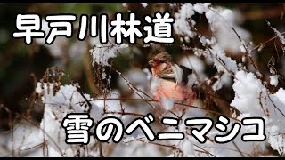 雪のベニマシコ  早戸川林道 宮ヶ瀬湖