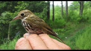 08/26/20 Bird Notes with Mark LaBarr of Audubon Vermont on 'Across The Fence'