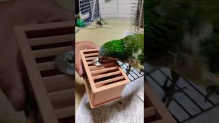 オキナインコ連続お賽銭 #shortsfeed