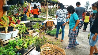 RAMAINYA Pusat Sayur, Buah dan Tanaman Hias Murah Pasar Kopeng Semarang