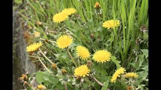 たんぽぽ蒲公英の開花の様子を約30秒に短縮　Flowering oｆ dandelion