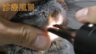 あおぞら動物病院