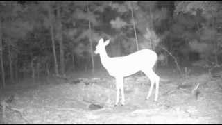 Doe Yawning... Moultrie M80-XT