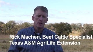 Rick Machen - Cattle Nutrition - Evaluating your forage