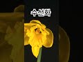 daffodil flower blooming timelapse timelapse daffodil