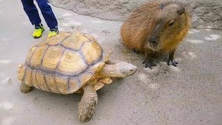 カピバラさん カメさんが通りますよ！★Capybara and Tortoise/神戸どうぶつ王国