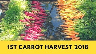 WOW!  Cosmic Purple ~~ Danver's Half Long CARROTS