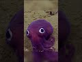 Os animais aquáticos mais raros do mundo🐙😯 #shorts #curiosidades #short #shortvideo