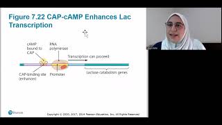 Chapter 7 [Part 2/2] - Microbial Genetics