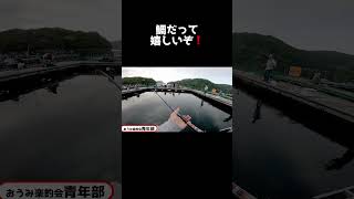 【海上釣堀#shorts】本気でフッキングしたら・・ #shorts