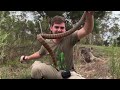 the top deadliest animals in australia that i found