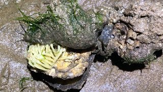 Xiaodou took the disease to catch the sea and caught a bunch of seafood.