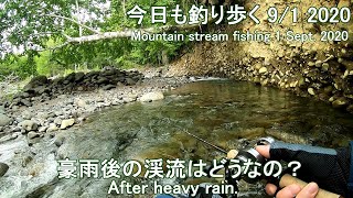 今日も釣り歩く (9/1 2020)  豪雨後の渓流はどうか？  (Mountain stream fishing 1 Sept. 2020)