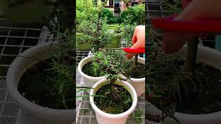 How to pruning portulaca flowers 💐#garden #shorts #nature #horticulture