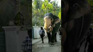 vembanad arjunan Latest Video #trendingshorts #keralaelephant #trending #elephantsworld #asian