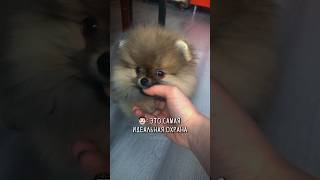 Справится с охраной? 😎🐶 #собака #шпиц #померанскийшпиц #pomeranian #собаки #pom #щенок