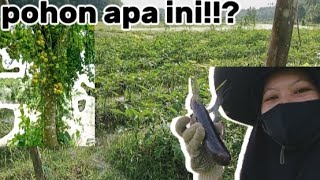 bantu panen terong di kebun mertua||ketemu pohon berbuah lebat kira² apa namanya ya🤔🤔