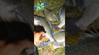 【河流野釣】阿爸級赤翅仔開咬趕快去釣 #成蘆橋下 #淡水河 #髒鯛