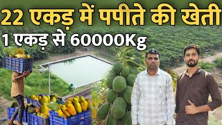 राजस्थानी किसान भाई का 22 एकड़ में पपीते की खेती । How much earning from one Acre.