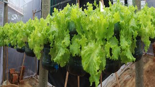 How to grow hanging lettuce when you don't have a garden