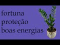 Zamioculca: Tudo sobre essa poderosa planta e sua importância para seu lar