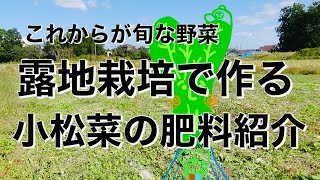 【これからが旬な野菜】露地栽培で作る小松菜の肥料紹介