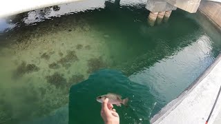 Florida Keys Bridge Fishing is HARD...