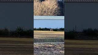 Deer grazing in the field. #deer #nature