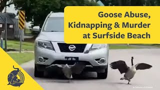 Goose Abuse, Kidnapping \u0026 Murder at Surfside Beach