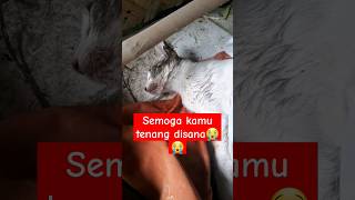 ya alloh sedih banget lihatnya#kucing #kucinglucu #kucingsedih