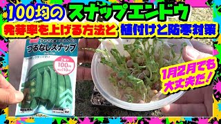 ダイソーの100均「スナップエンドウ」絶対発芽させるワザと定植と防寒対策