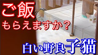 ご飯の催促の仕方が可愛すぎる野良の子猫